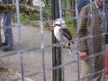 Zoo Schmiding 1.Mai 19104945