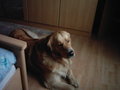 des is mei hund 20537361