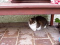 "Minki",meine Katze 18254425