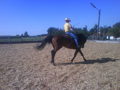 My horse Tristan 33589532