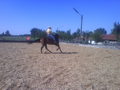 My horse Tristan 33589572