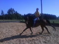 My horse Tristan 33589633