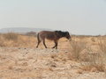 letzte Reise - Namibia 29034345