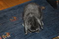 Bunnies shot by Nikon 57263151