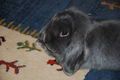 Bunnies shot by Nikon 57263310