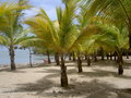  Dom.Rep.   Puerto Plata 2007 27362993