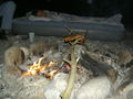 Grillen an der Steyr 2008 42513837