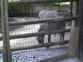 Tierpark  60147283