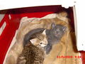 2 Katzenbabys zu verschenken 61490587