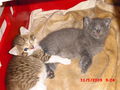 2 Katzenbabys zu verschenken 61490637