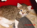 2 Katzenbabys zu verschenken 61490683