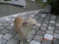 Mein asiatischer Hühnerhund 22863097