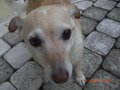 Mein asiatischer Hühnerhund 22863118