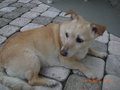 Mein asiatischer Hühnerhund 22863148