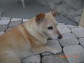 Mein asiatischer Hühnerhund 22863173