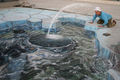 Julian Beever 36341284