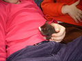 meine >Ratten!! 64902916