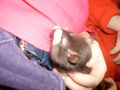 meine >Ratten!! 64902938