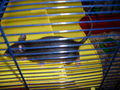 meine >Ratten!! 64902989