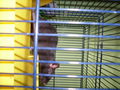 meine >Ratten!! 64903014