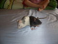 meine >Ratten!! 64903041