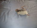 meine >Ratten!! 64903072