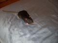 meine >Ratten!! 64903096