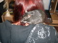 meine >Ratten!! 64903152