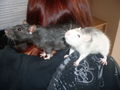 meine >Ratten!! 64903173