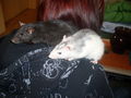 meine >Ratten!! 64903248