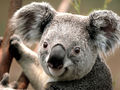 Koala Bären 71830278