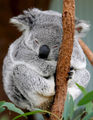 Koala Bären 71830331