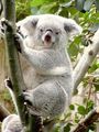 Koala Bären 71830334