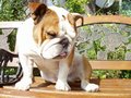 brit.bulldogge 23240057