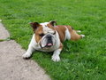 brit.bulldogge 23240145