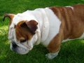 brit.bulldogge 23240151