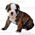 brit.bulldogge 26152446