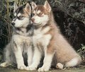 Huskys 22490329