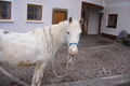 *MyHoRsEs* 55214639