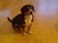 TOBI Hund meines Firmlings! 20716046