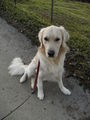 Unsere Golden retriever! 70493590