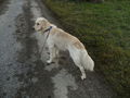 Unsere Golden retriever! 70493789