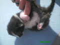 katzenbabys 23367260