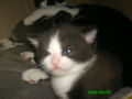 katzenbabys 42618308