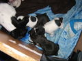 Babys sind 4 wochen 69774060