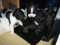 Babys sind 4 wochen 69774366