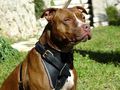 schene Pit Bull 49973390