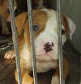 Pit bull fight 50491851