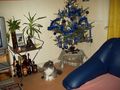 Unser toller Kater 63380043