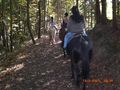 Reiten in Ampfelwang 48113381